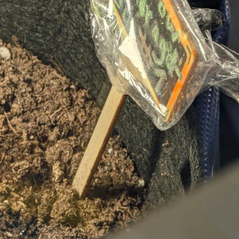 PowPow Smaragdgun Nr.1 growlog timeline photo