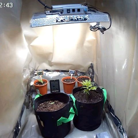 PowPow Smaragdgun Nr.1 growlog timeline photo