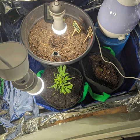 PowPow Smaragdgun Nr.1 growlog timeline photo