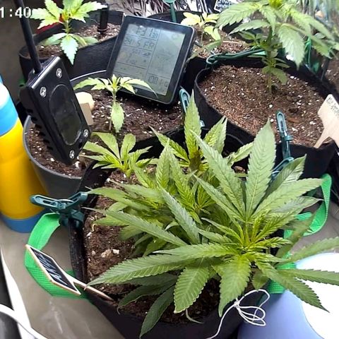 PowPow Smaragdgun Nr.1 growlog timeline photo