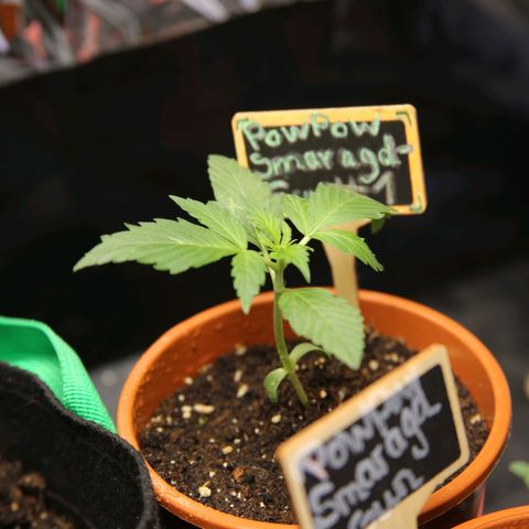 PowPow Smaragdgun Nr.1 growlog timeline photo