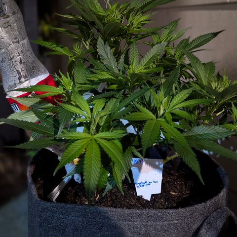 AK47 growlog photo: Neuer Topf