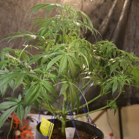 Pow Pow Smaragdgun Nr.4 growlog timeline photo