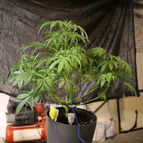 Pow Pow Smaragdgun Nr.4 growlog timeline photo