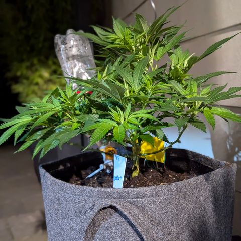 AK47 growlog timeline photo