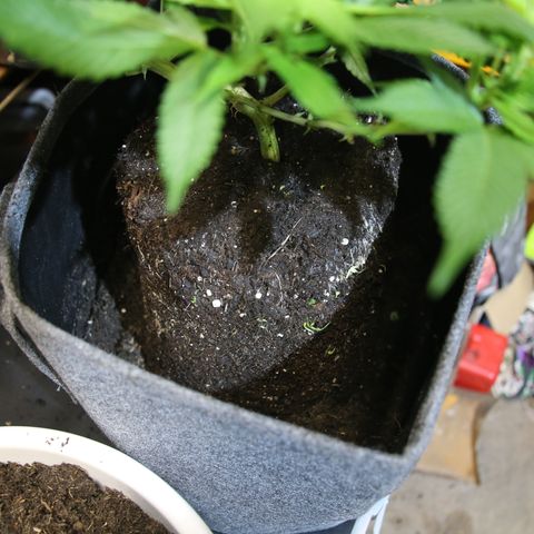 AK47 growlog timeline photo