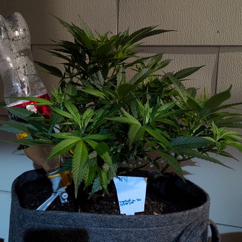 AK47 growlog timeline photo