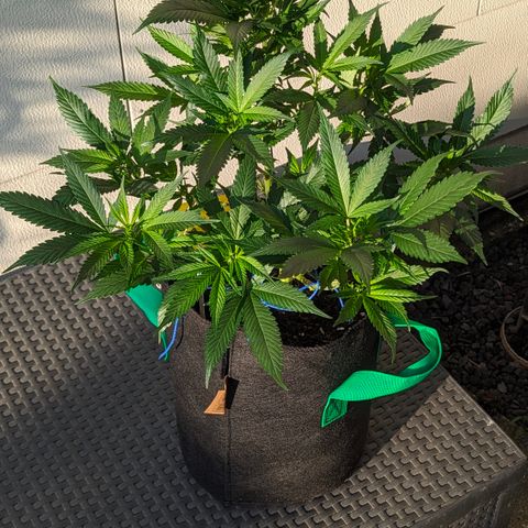 AK47 growlog timeline photo