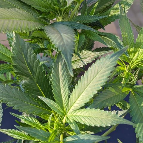AK47 growlog timeline photo
