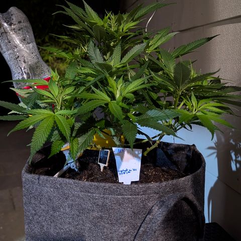 AK47 growlog timeline photo