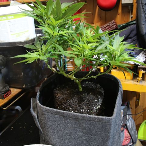 AK47 growlog timeline photo