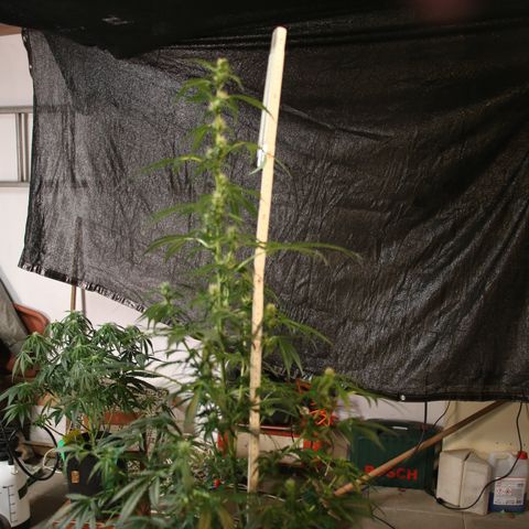 Smaragdgun Nr.2 growlog timeline photo