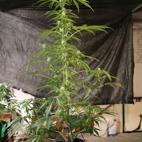 Smaragdgun Nr.2 growlog timeline photo
