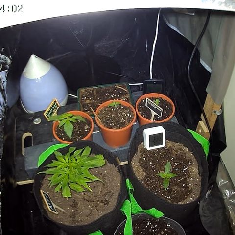 AK47 growlog timeline photo