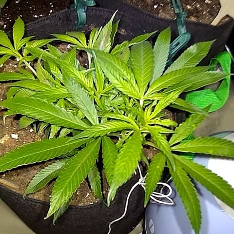 AK47 growlog timeline photo