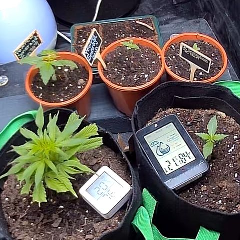 AK47 growlog timeline photo
