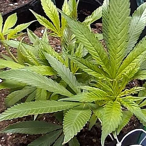 AK47 growlog timeline photo
