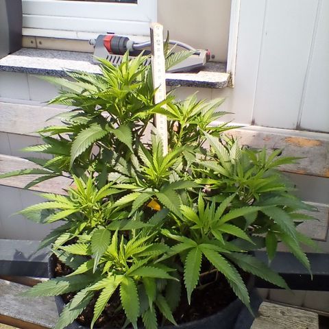 AK47 growlog timeline photo
