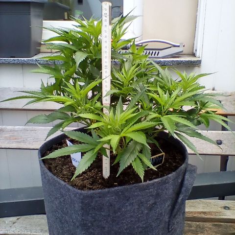 AK47 growlog timeline photo