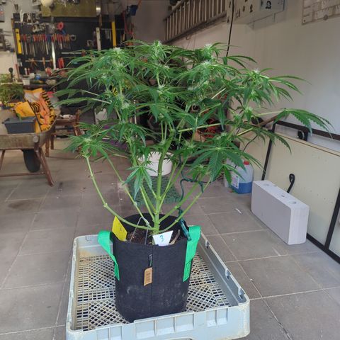 PowPow Nr.3 growlog timeline photo