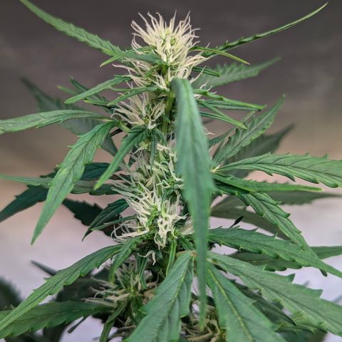 PowPow Smaragdgun Nr.1 growlog photo: Gegossen 