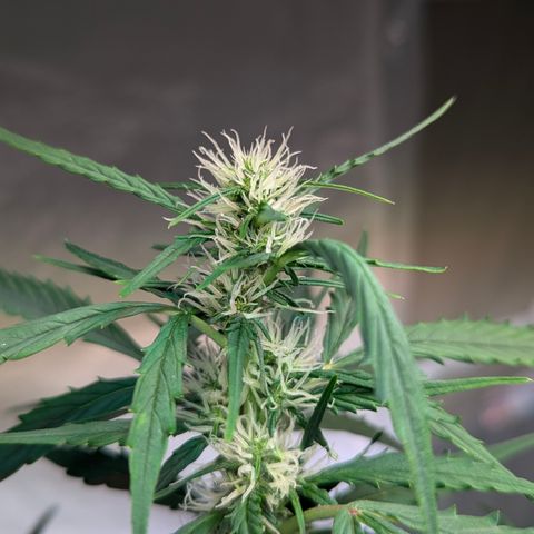PowPow Smaragdgun Nr.1 growlog photo: Gegossen 