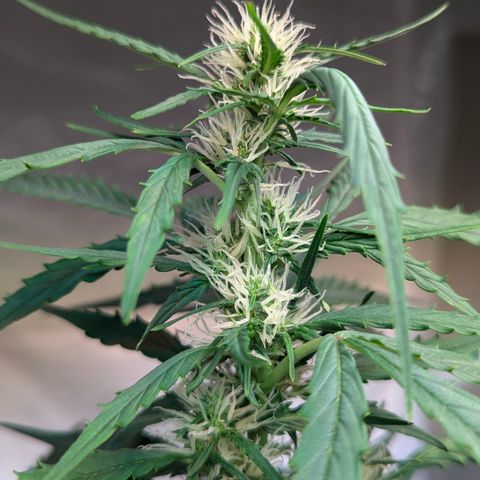 PowPow Smaragdgun Nr.1 growlog photo: Gegossen 