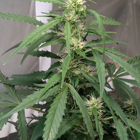 Smaragdgun Nr.2 growlog timeline photo