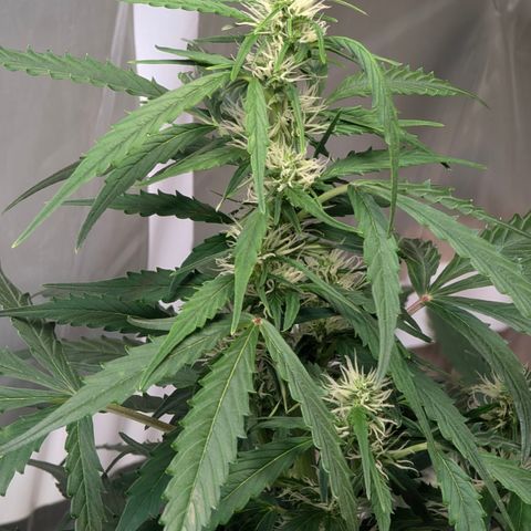 Smaragdgun Nr.2 growlog timeline photo