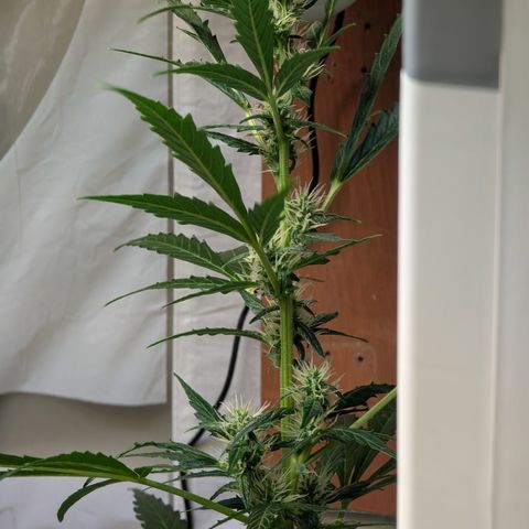Smaragdgun Nr.2 growlog timeline photo