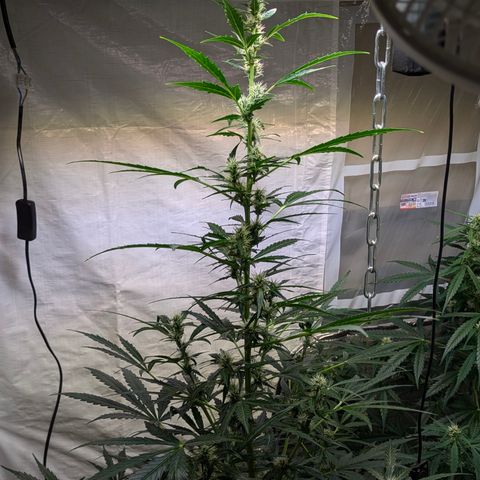 Smaragdgun Nr.2 growlog timeline photo