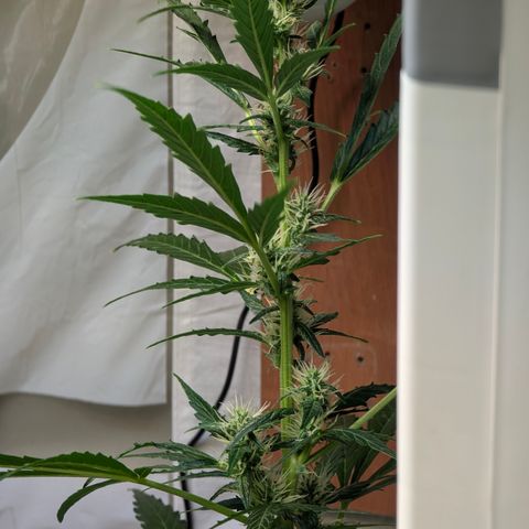 Smaragdgun Nr.2 growlog timeline photo