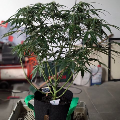 PowPow Nr.3 growlog timeline photo