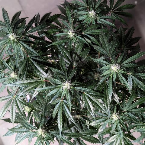 PowPow Nr.3 growlog timeline photo