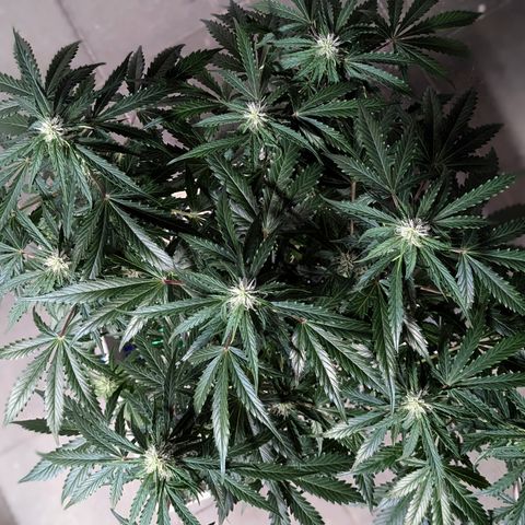 PowPow Nr.3 growlog timeline photo