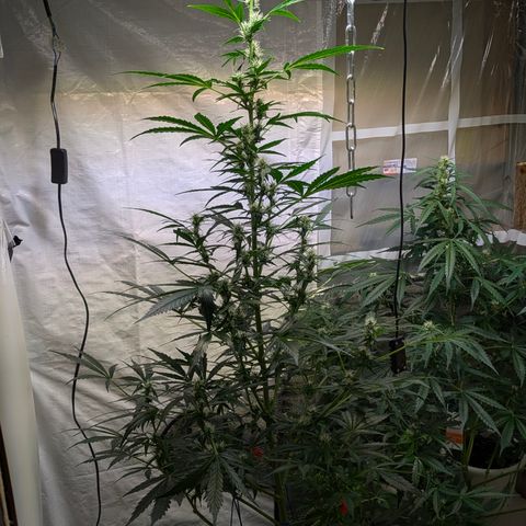 Smaragdgun Nr.2 growlog timeline photo