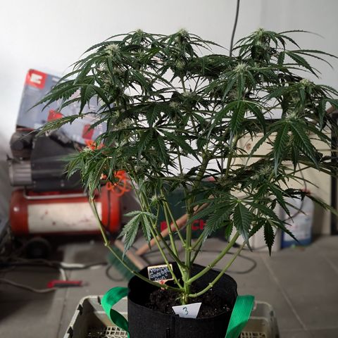PowPow Nr.3 growlog timeline photo