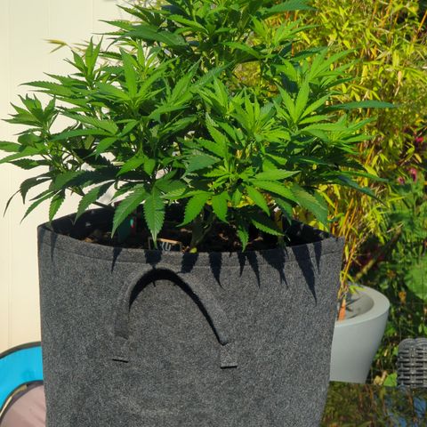 AK47 growlog timeline photo