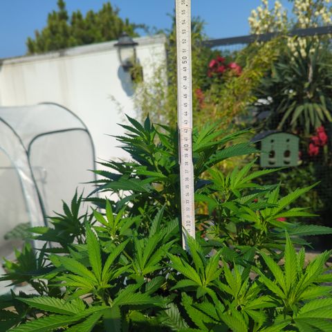 AK47 growlog timeline photo