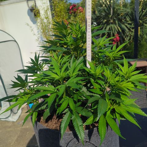 AK47 growlog timeline photo