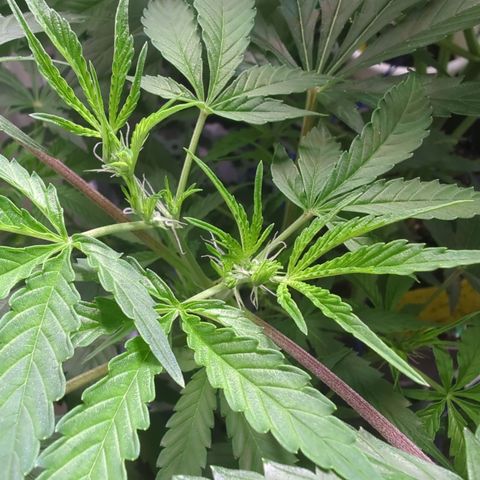 Pow Pow Smaragdgun Nr.4 growlog photo: Beginn der Blüte 