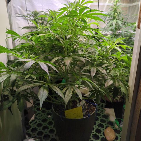 Pow Pow Smaragdgun Nr.4 growlog photo: Beginn der Blüte 
