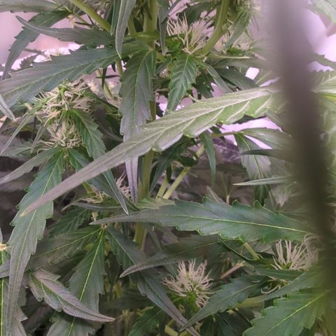 PowPow Smaragdgun Nr.1 growlog timeline photo