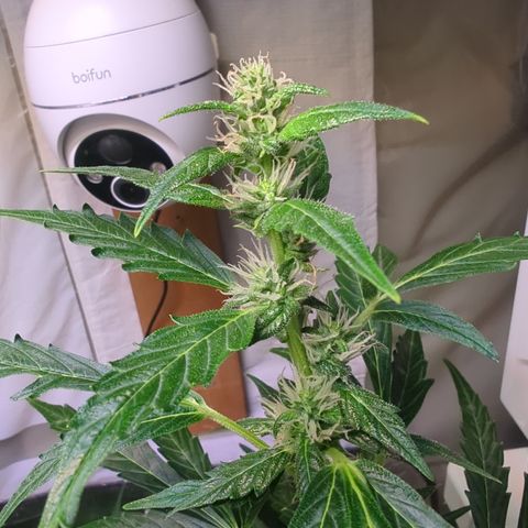 Smaragdgun Nr.2 growlog timeline photo