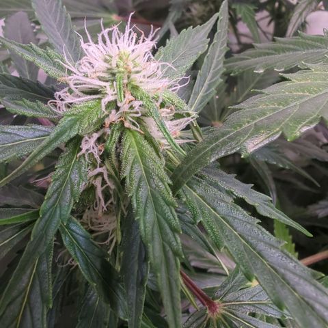 PowPow Nr.3 growlog timeline photo