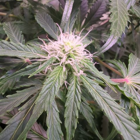 PowPow Nr.3 growlog timeline photo