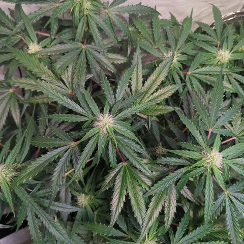 PowPow Nr.3 growlog timeline photo