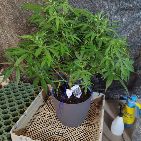 Pow Pow Smaragdgun Nr.4 growlog timeline photo