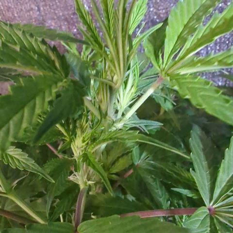 Pow Pow Smaragdgun Nr.4 growlog timeline photo