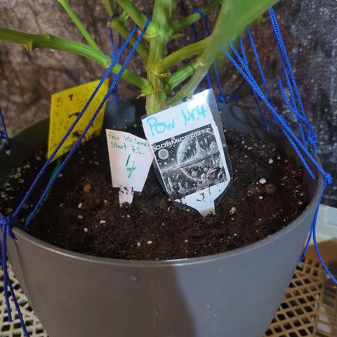 Pow Pow Smaragdgun Nr.4 growlog timeline photo